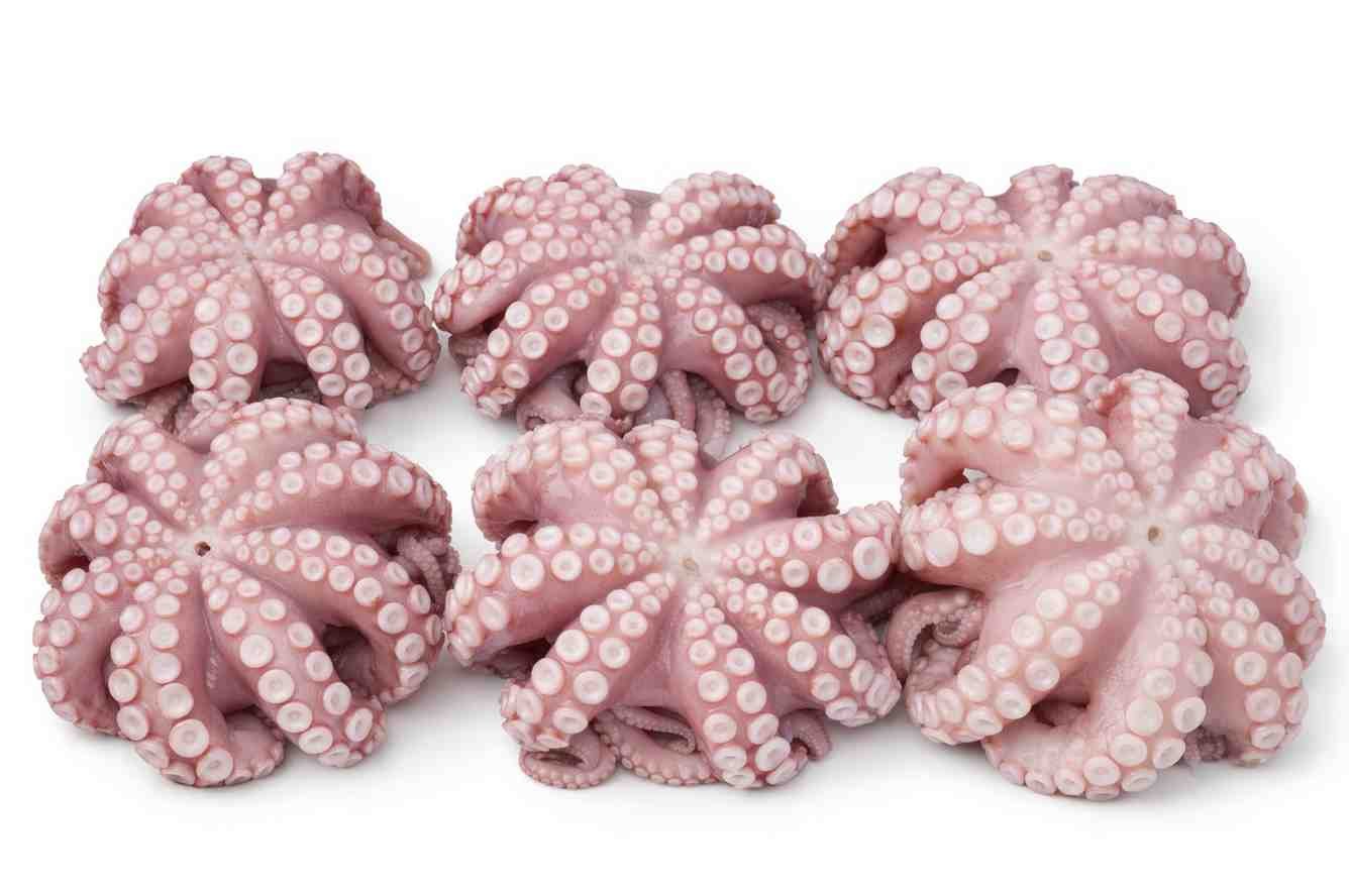 Octopus